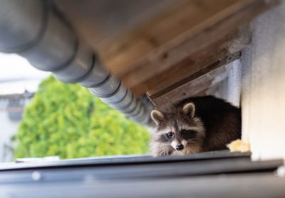 Keep Pests and Small Animals From Finding a Way Into Your Home